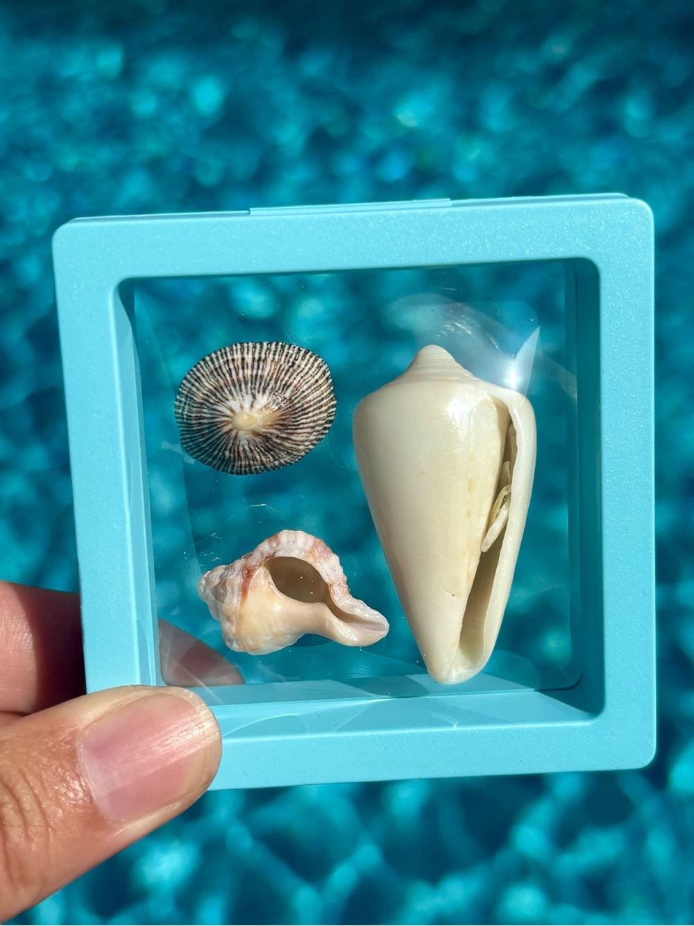 Sanibel Island Shell Trio Display, Cone, Limpet, Murex Shell Art - Picture 4 of 6
